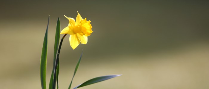Image Thumbnail